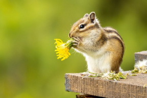 «Бурунбу-рю-бурун». Или в чем прикол бурундуков, что в феврале вылазят из спячки